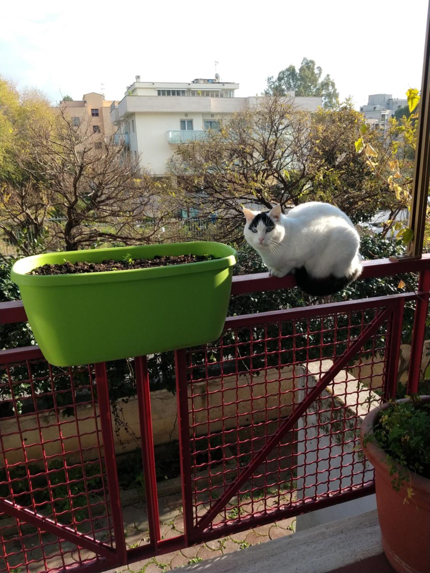 Intero Appartamento Con Giardino E Parcheggio Roma Ngoại thất bức ảnh